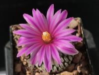 Thumbnail of 1752_Turbinicarpus pseudopectinatus Aqua Nuevo I_20170403_03(1).jpg